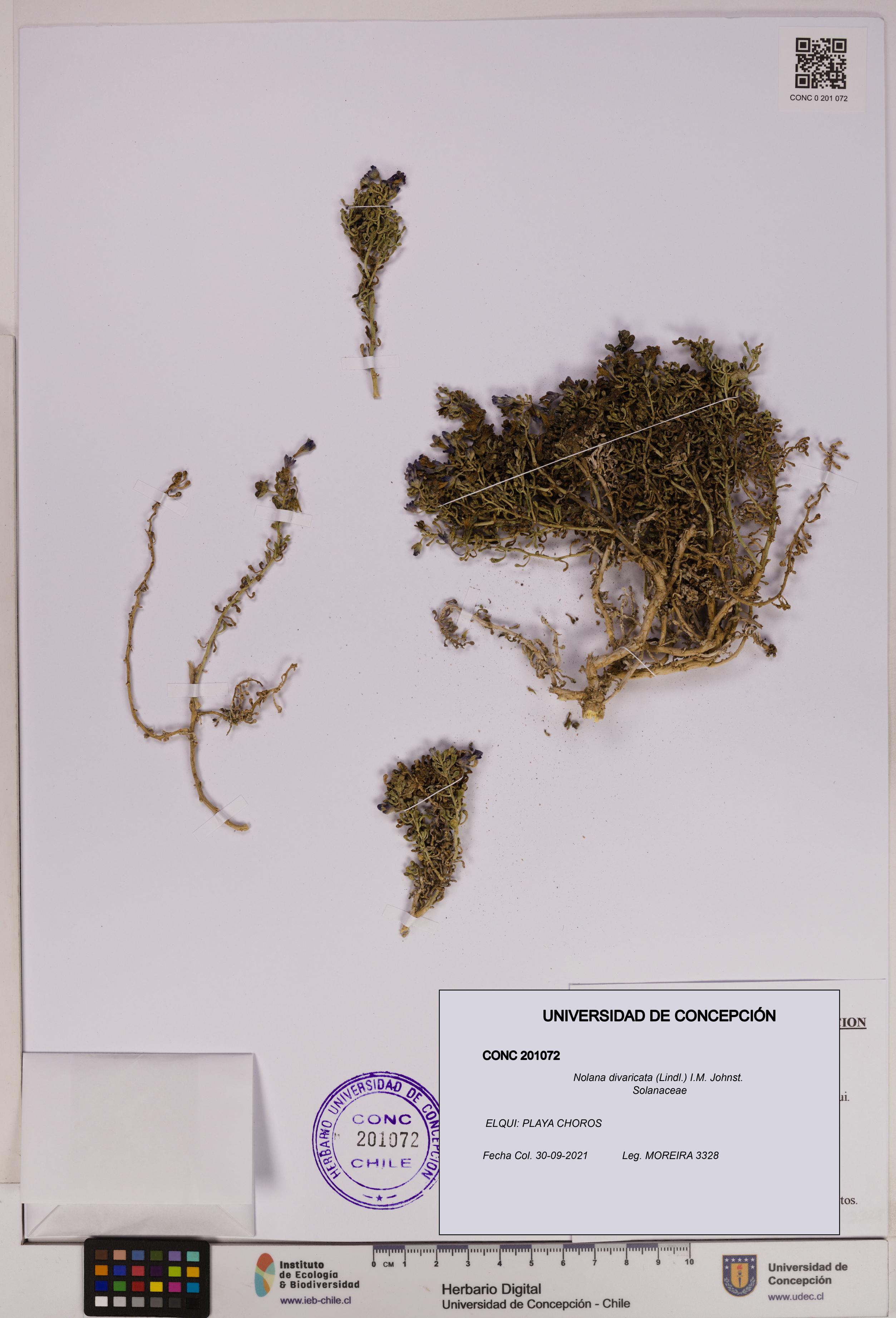 Nolana divaricata [Espécimen: UDEC:CONC:0201072]