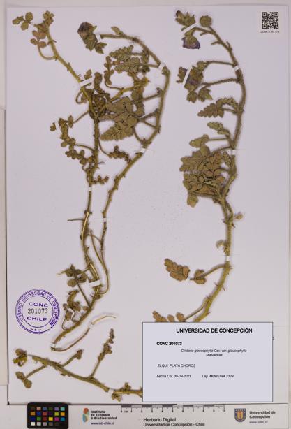 Cristaria glaucophylla var. glaucophylla [Espécimen: UDEC:CONC:0201073]