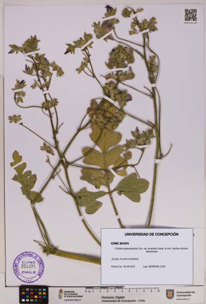 Cristaria glaucophylla var. eriantha [Espécimen: UDEC:CONC:0201074]