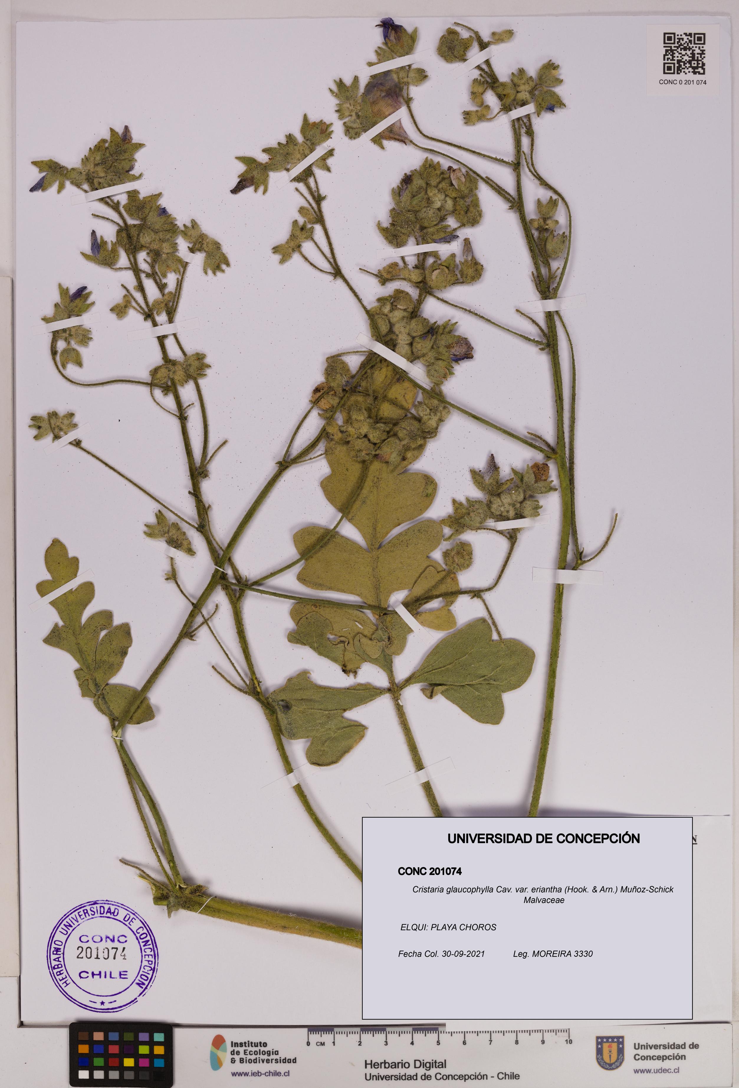 Cristaria glaucophylla var. eriantha [Espécimen: UDEC:CONC:0201074]