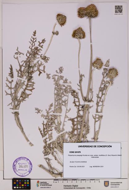 Polyachyrus poeppigii [Espécimen: UDEC:CONC:0201075]