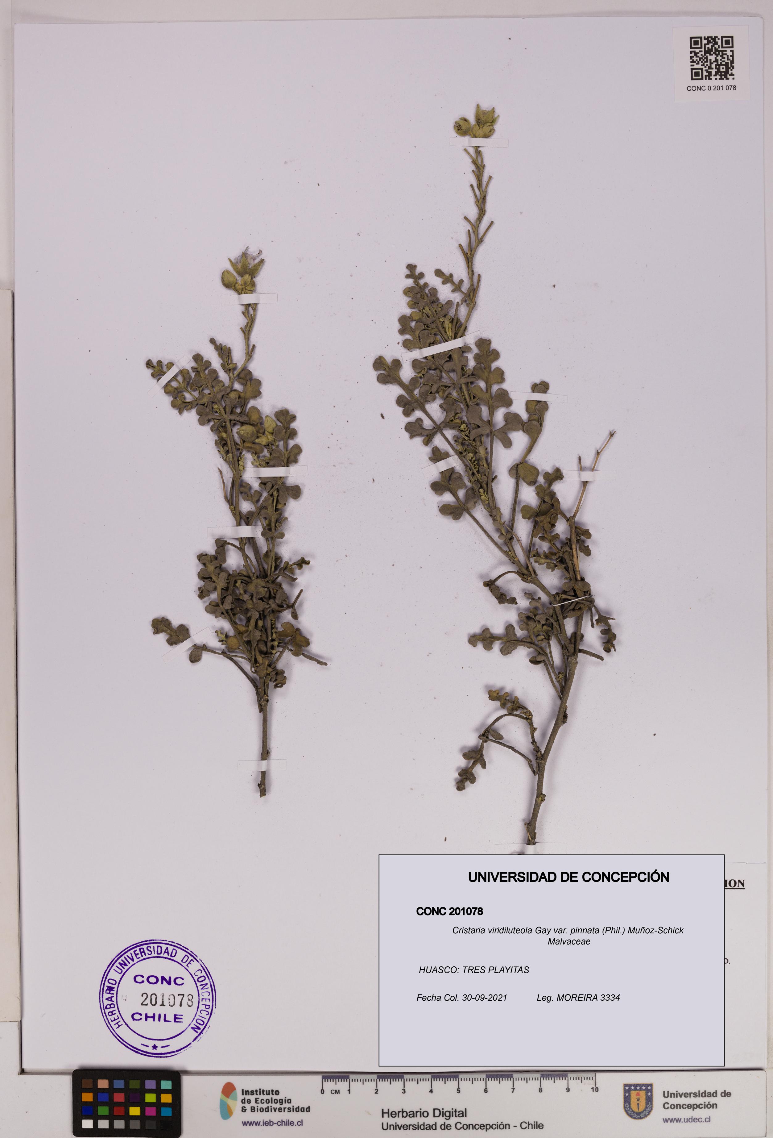 Cristaria viridiluteola var. pinnata [Espécimen: UDEC:CONC:0201078]