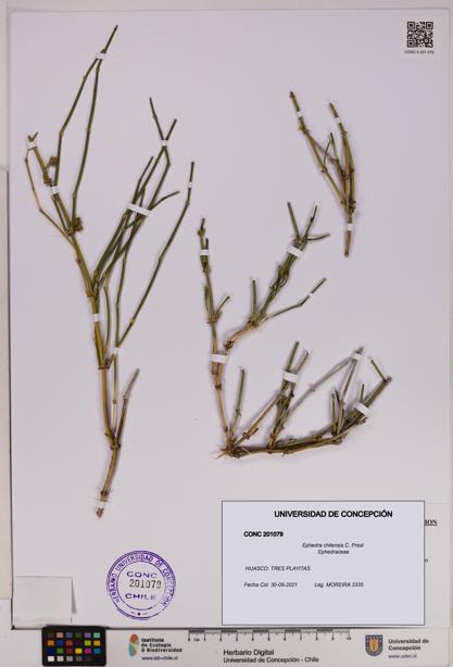 Ephedra chilensis [Espécimen: UDEC:CONC:0201079]