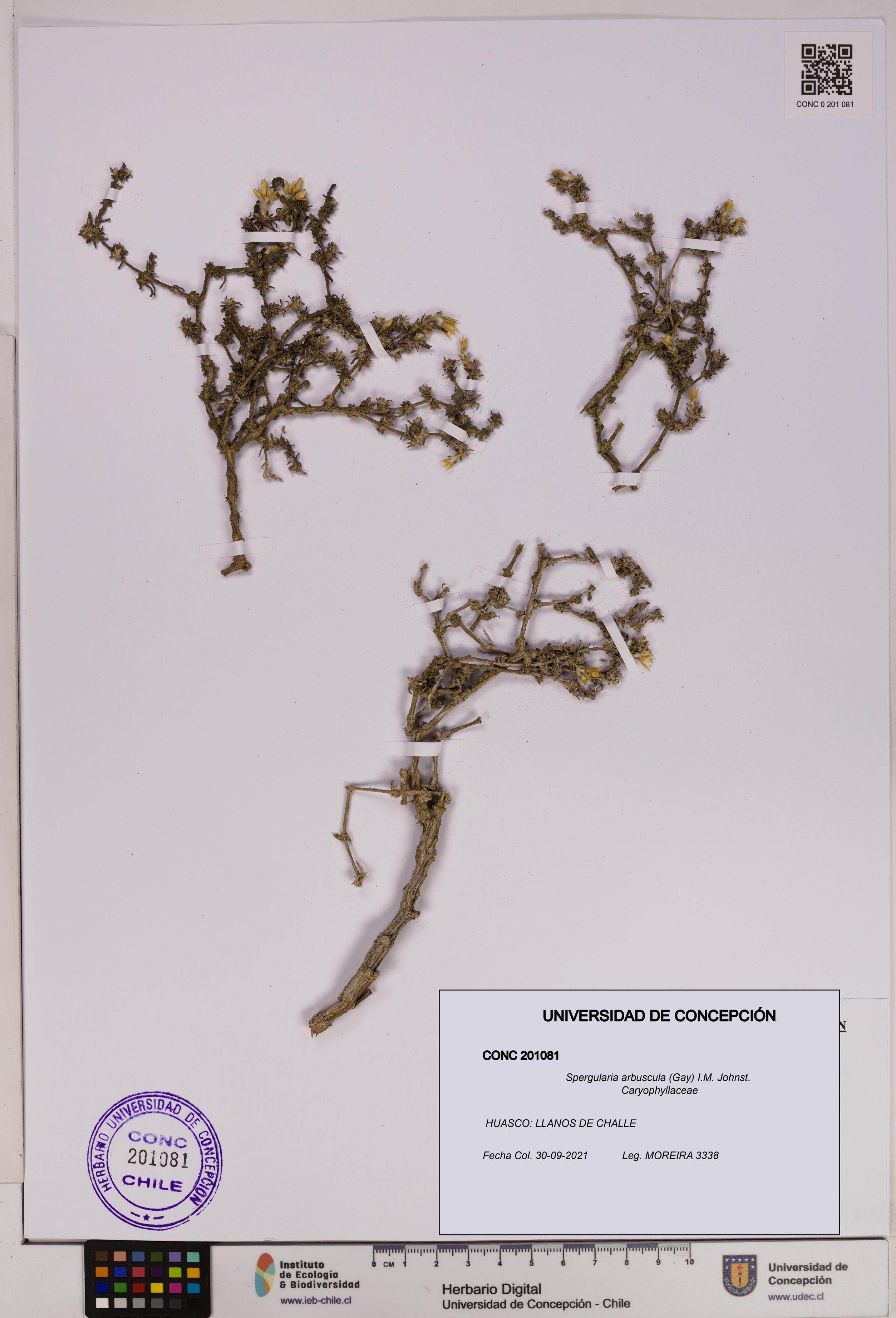 Spergularia arbuscula [Espécimen: UDEC:CONC:0201081]