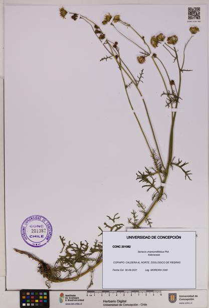 Senecio chamomillifolius [Espécimen: UDEC:CONC:0201082]