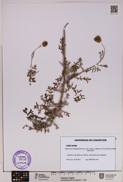 Polyachyrus poeppigii [Espécimen: UDEC:CONC:0201083]
