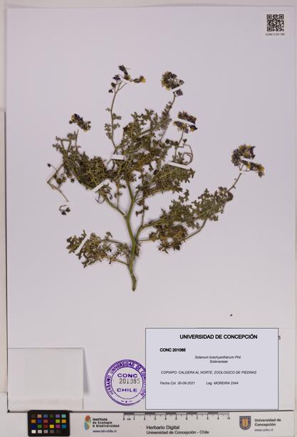 Solanum brachyantherum [Espécimen: UDEC:CONC:0201085]