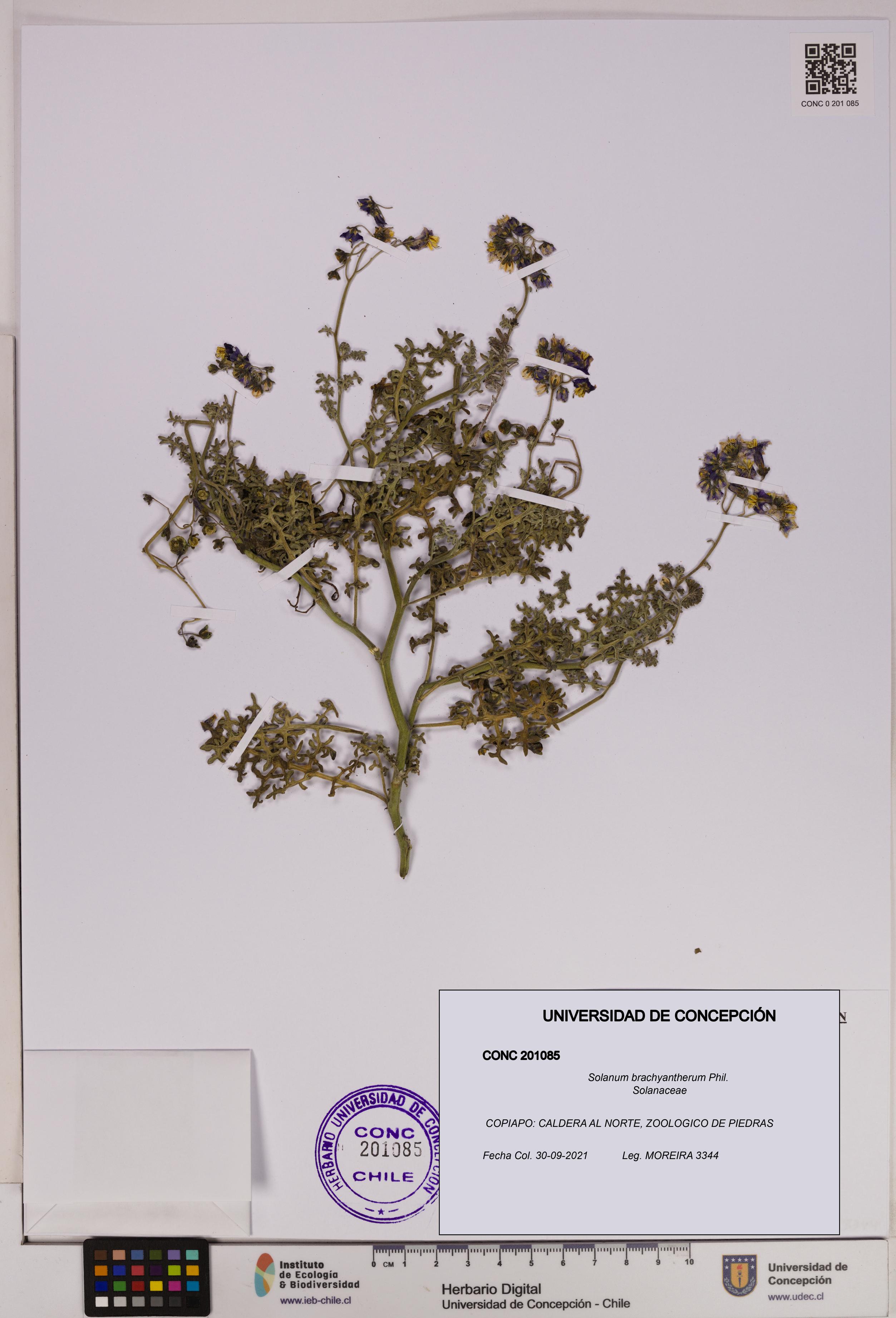 Solanum brachyantherum [Espécimen: UDEC:CONC:0201085]