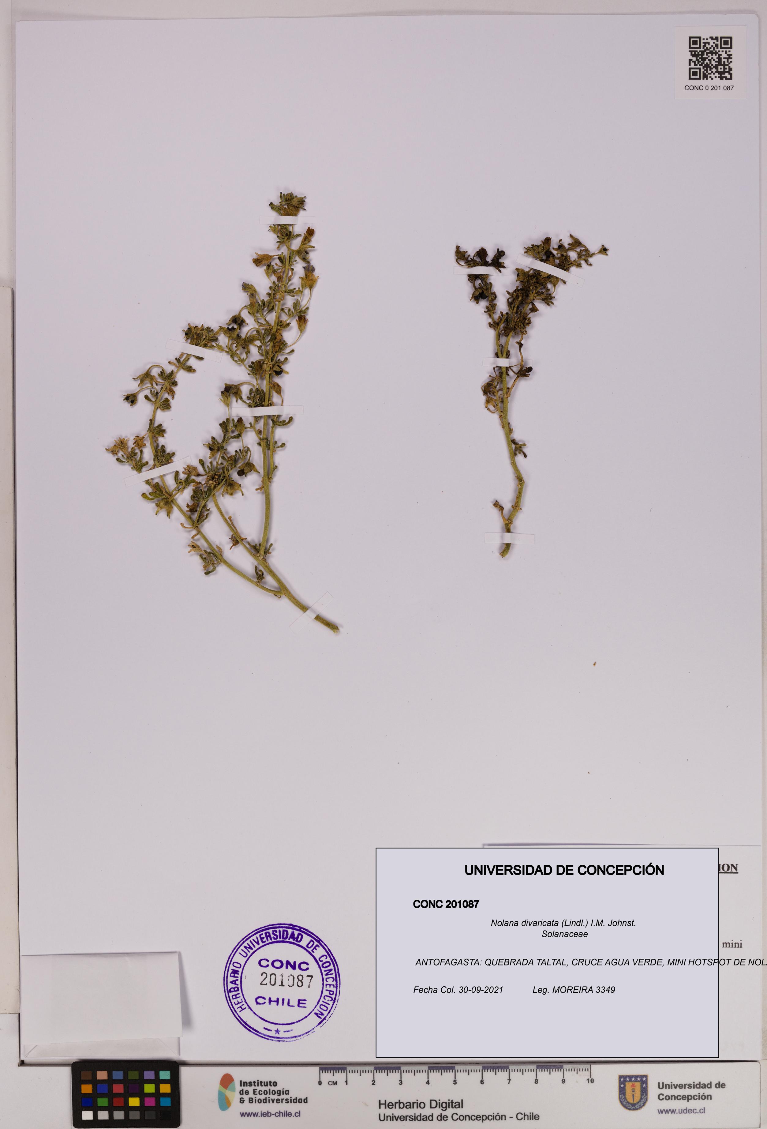 Nolana divaricata [Espécimen: UDEC:CONC:0201087]