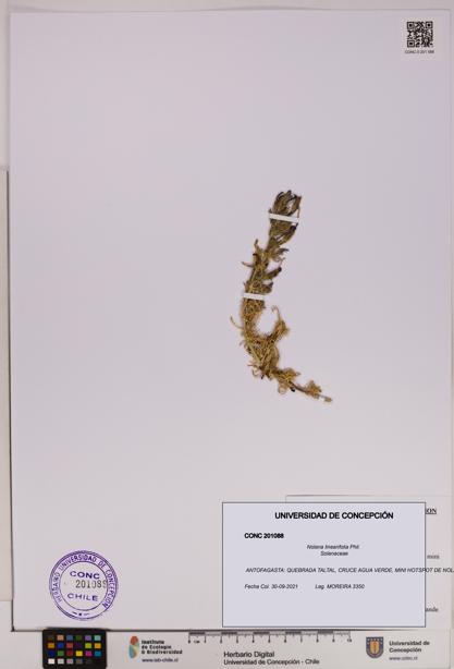 Nolana linearifolia [Espécimen: UDEC:CONC:0201088]
