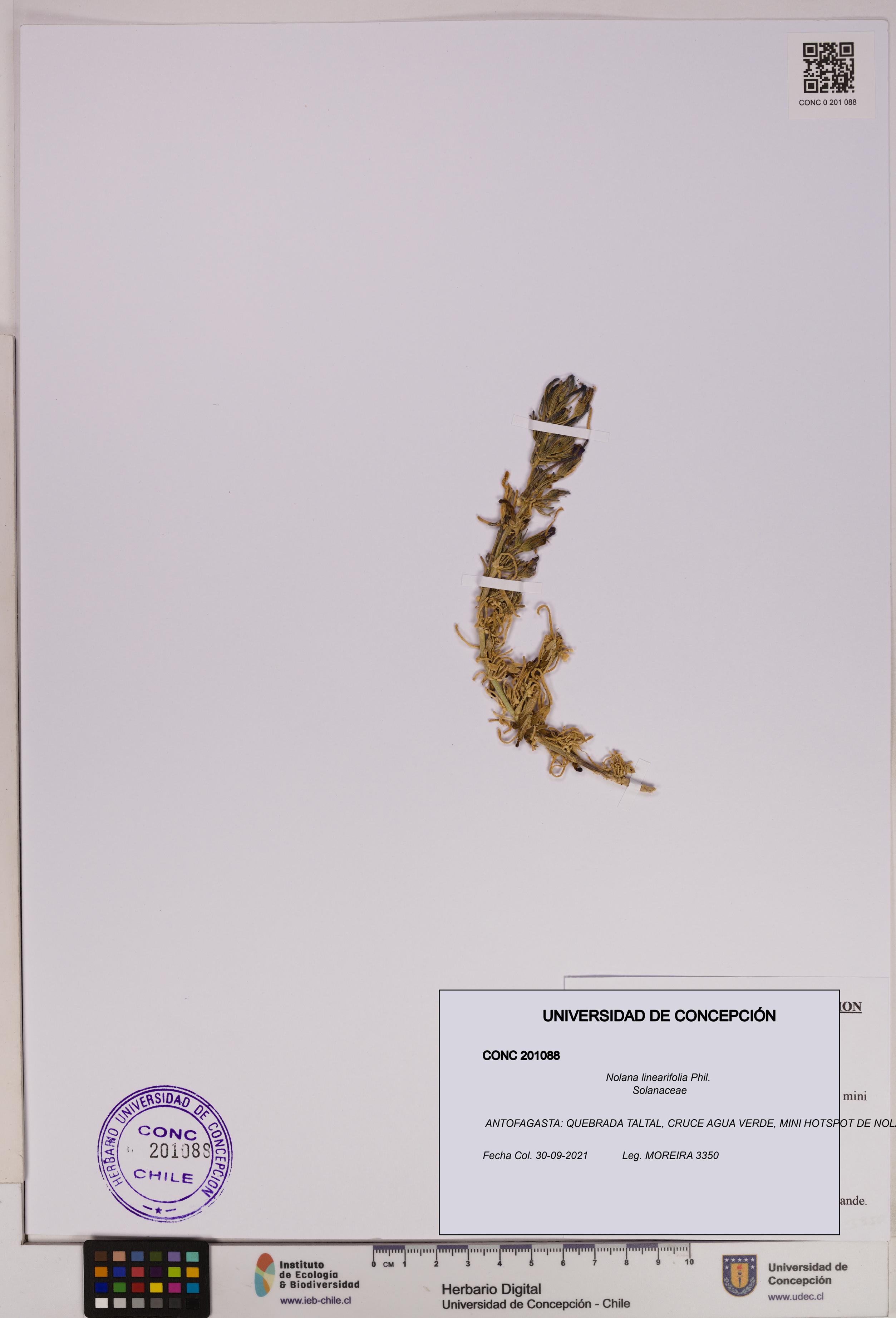 Nolana linearifolia [Espécimen: UDEC:CONC:0201088]