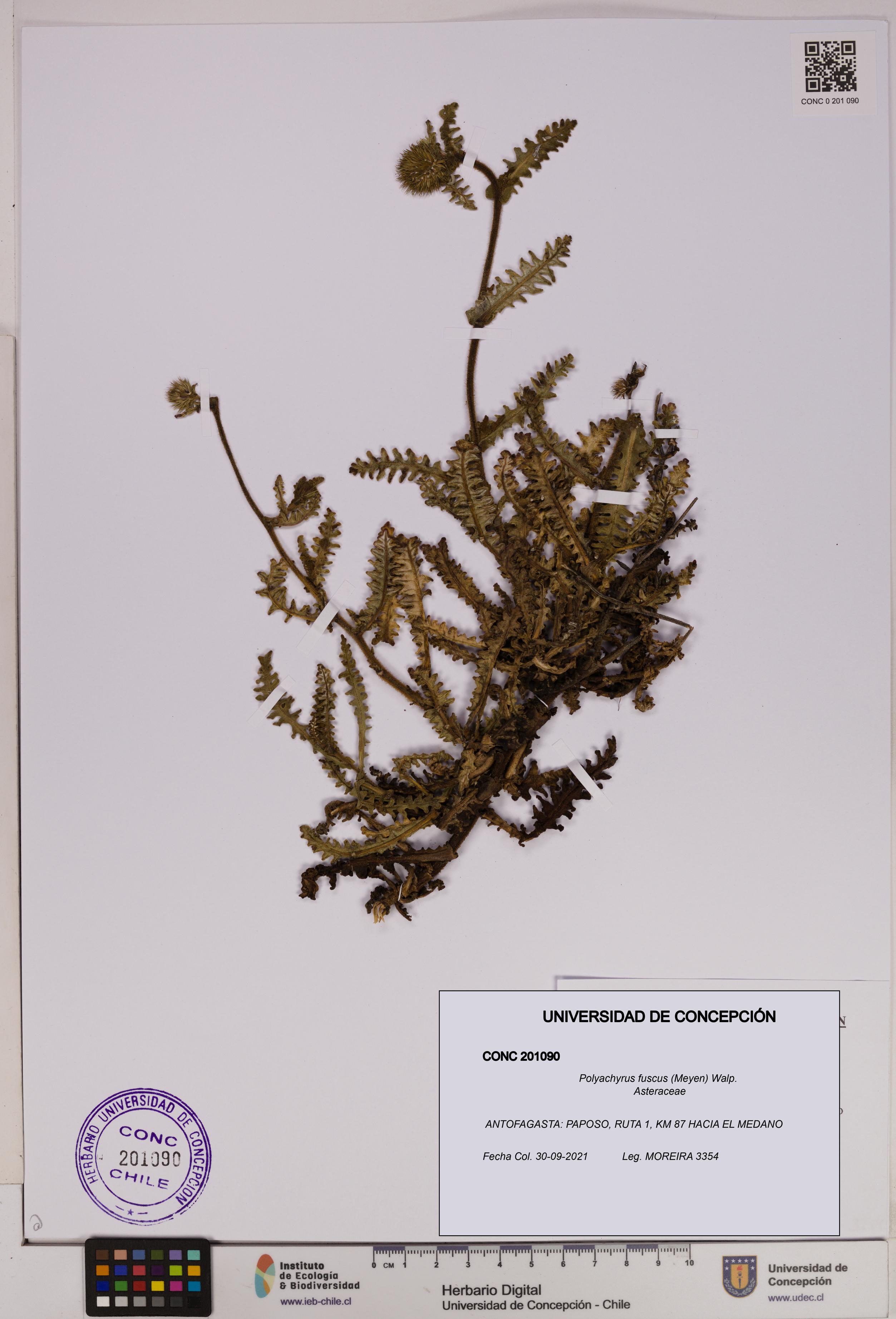 Polyachyrus fuscus [Espécimen: UDEC:CONC:0201090]