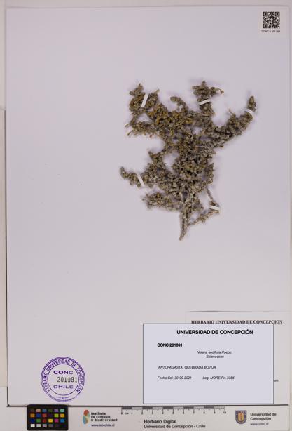 Nolana sedifolia [Espécimen: UDEC:CONC:0201091]