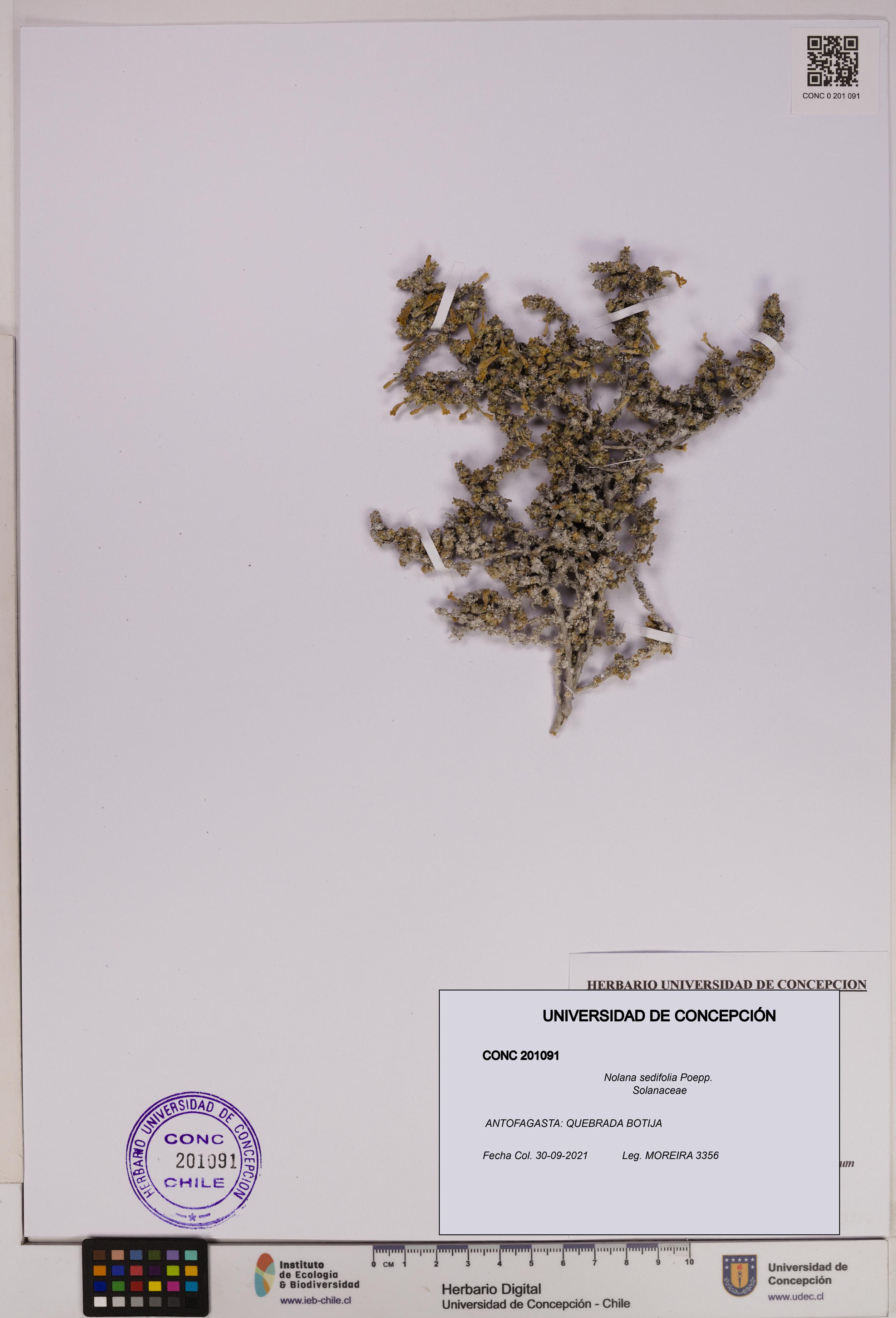 Nolana sedifolia [Espécimen: UDEC:CONC:0201091]