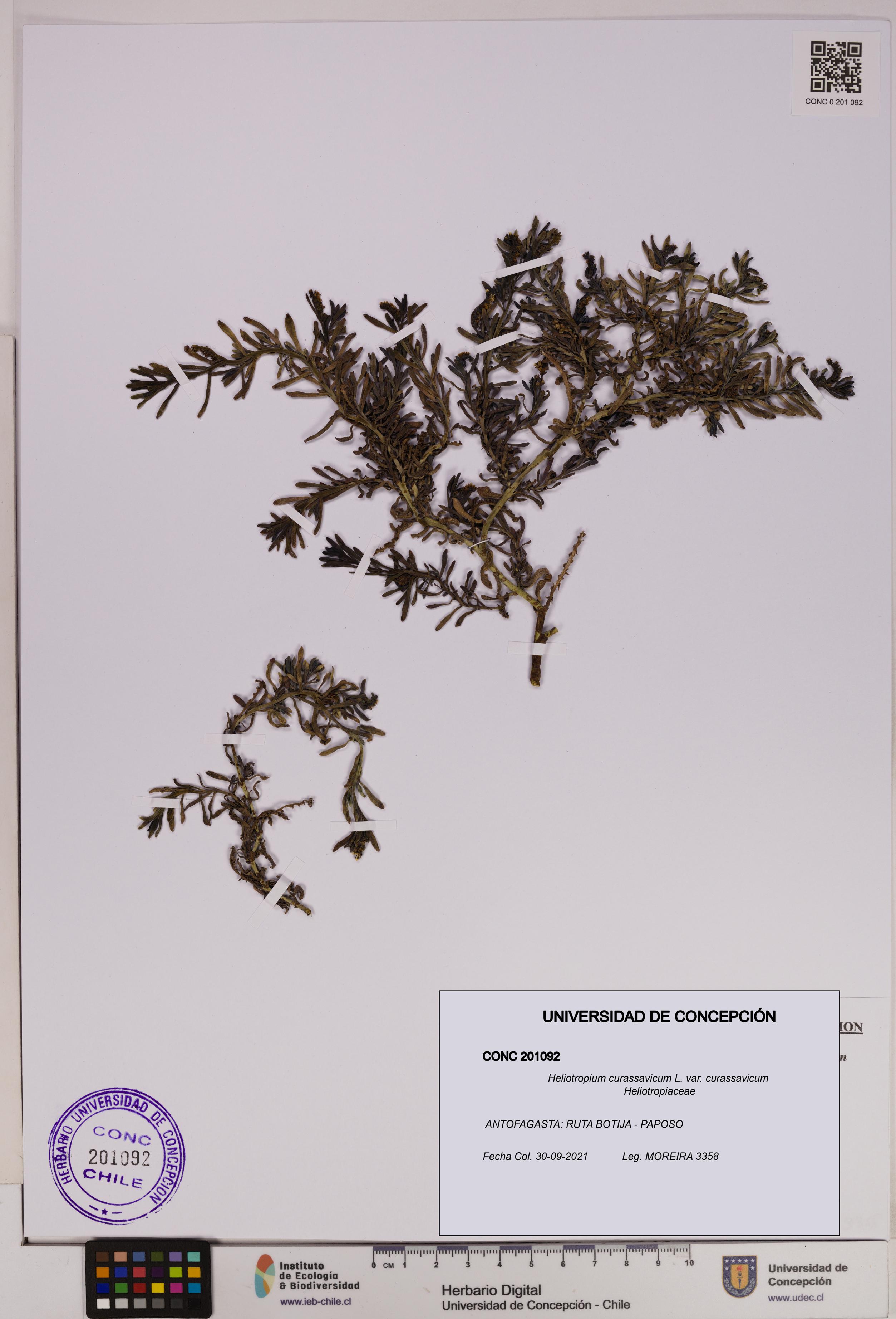 Heliotropium curassavicum var. curassavicum [Espécimen: UDEC:CONC:0201092]