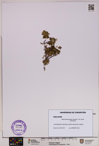 Nolana aplocaryoides [Espécimen: UDEC:CONC:0201093]