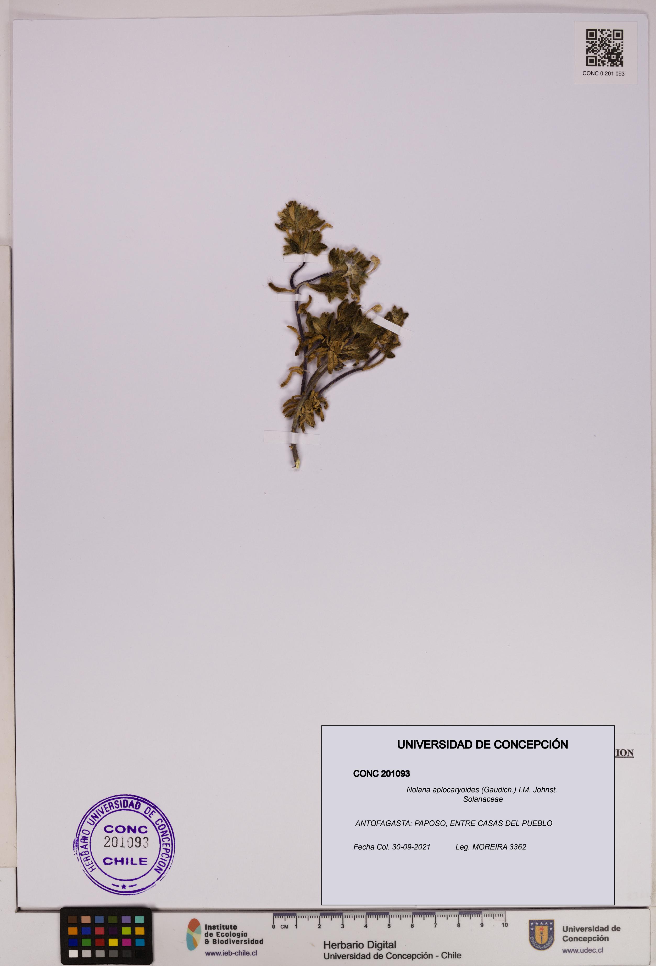 Nolana aplocaryoides [Espécimen: UDEC:CONC:0201093]