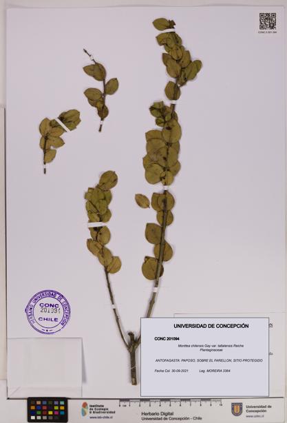 Monttea chilensis [Espécimen: UDEC:CONC:0201094]