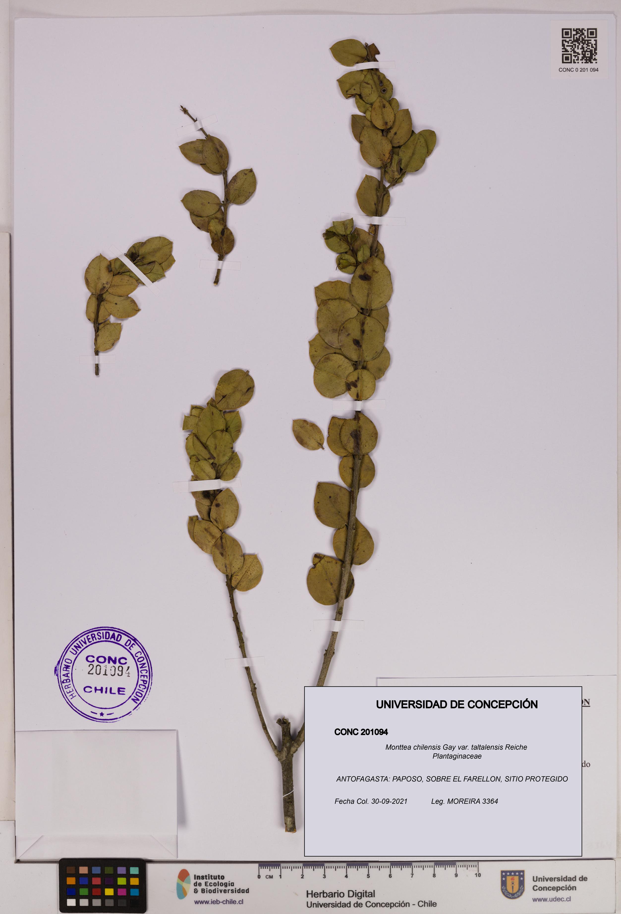 Monttea chilensis [Espécimen: UDEC:CONC:0201094]