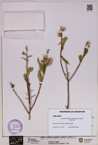 Proustia cuneifolia subsp. cuneifolia [Espécimen: UDEC:CONC:0201097]