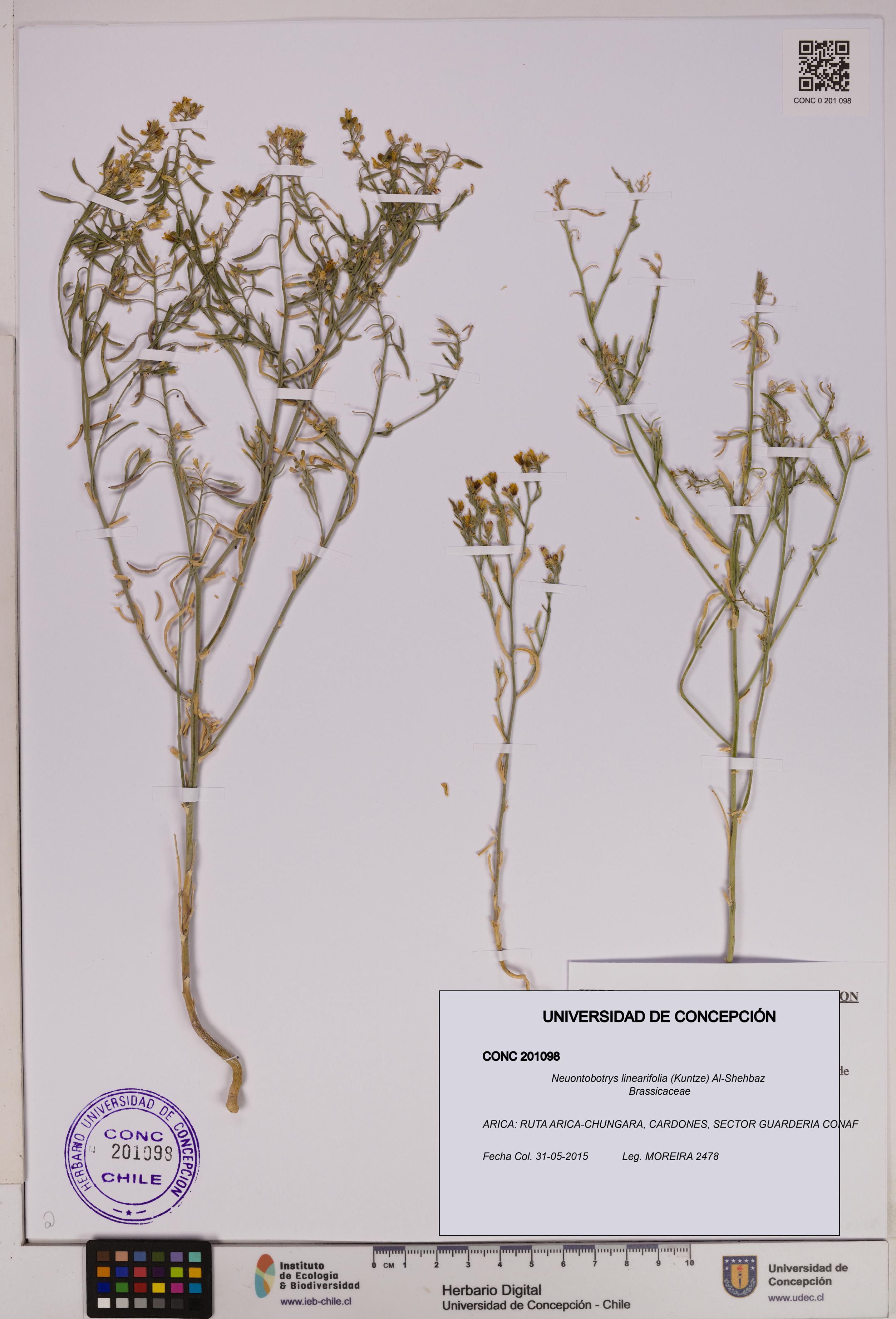 Neuontobotrys linearifolia [Espécimen: UDEC:CONC:0201098]