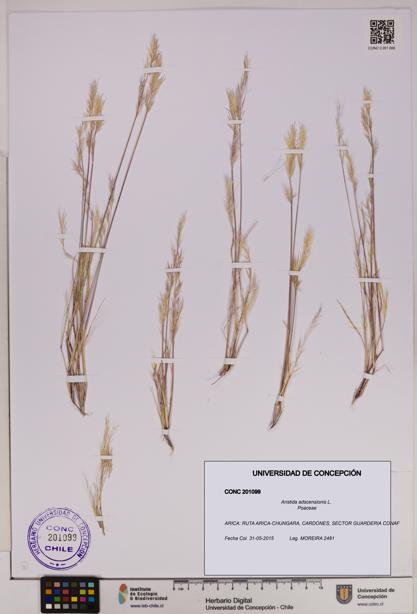 Aristida adscensionis [Espécimen: UDEC:CONC:0201099]