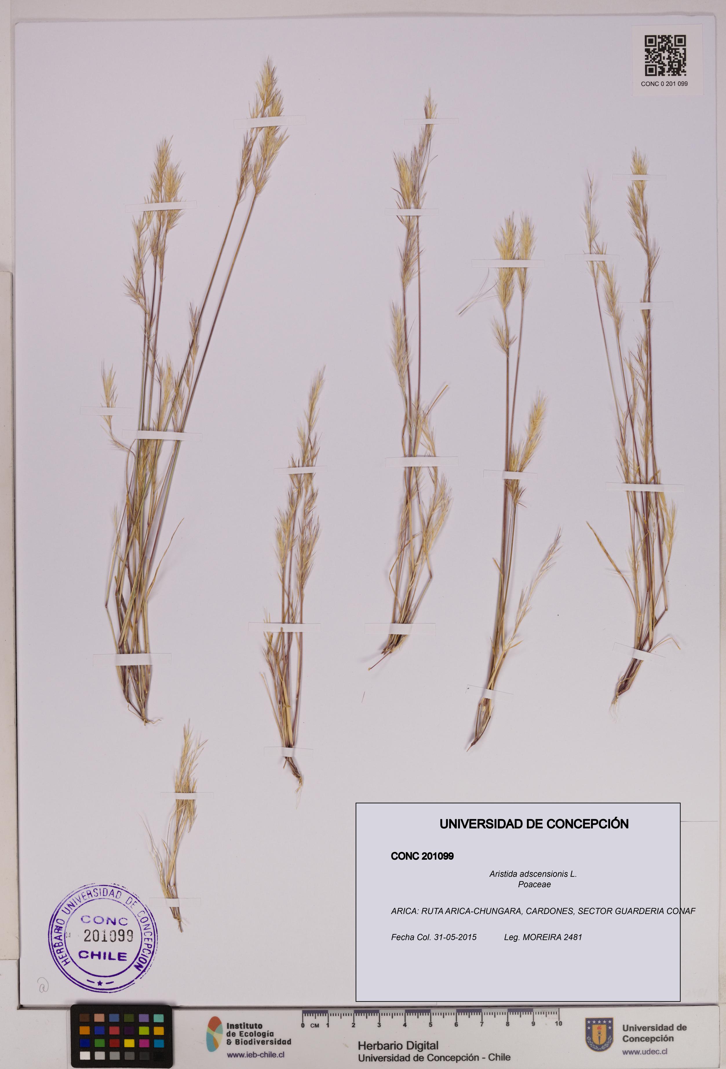 Aristida adscensionis [Espécimen: UDEC:CONC:0201099]