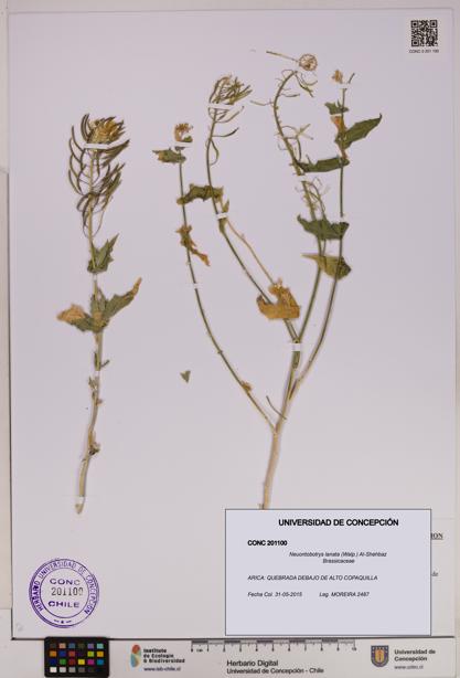 Neuontobotrys lanata [Espécimen: UDEC:CONC:0201100]