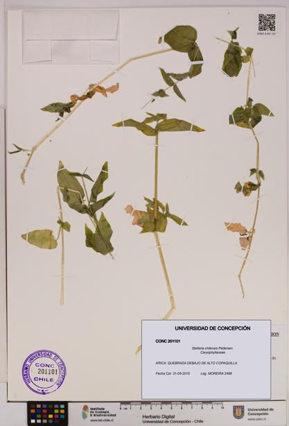 Stellaria chilensis [Espécimen: UDEC:CONC:0201101]