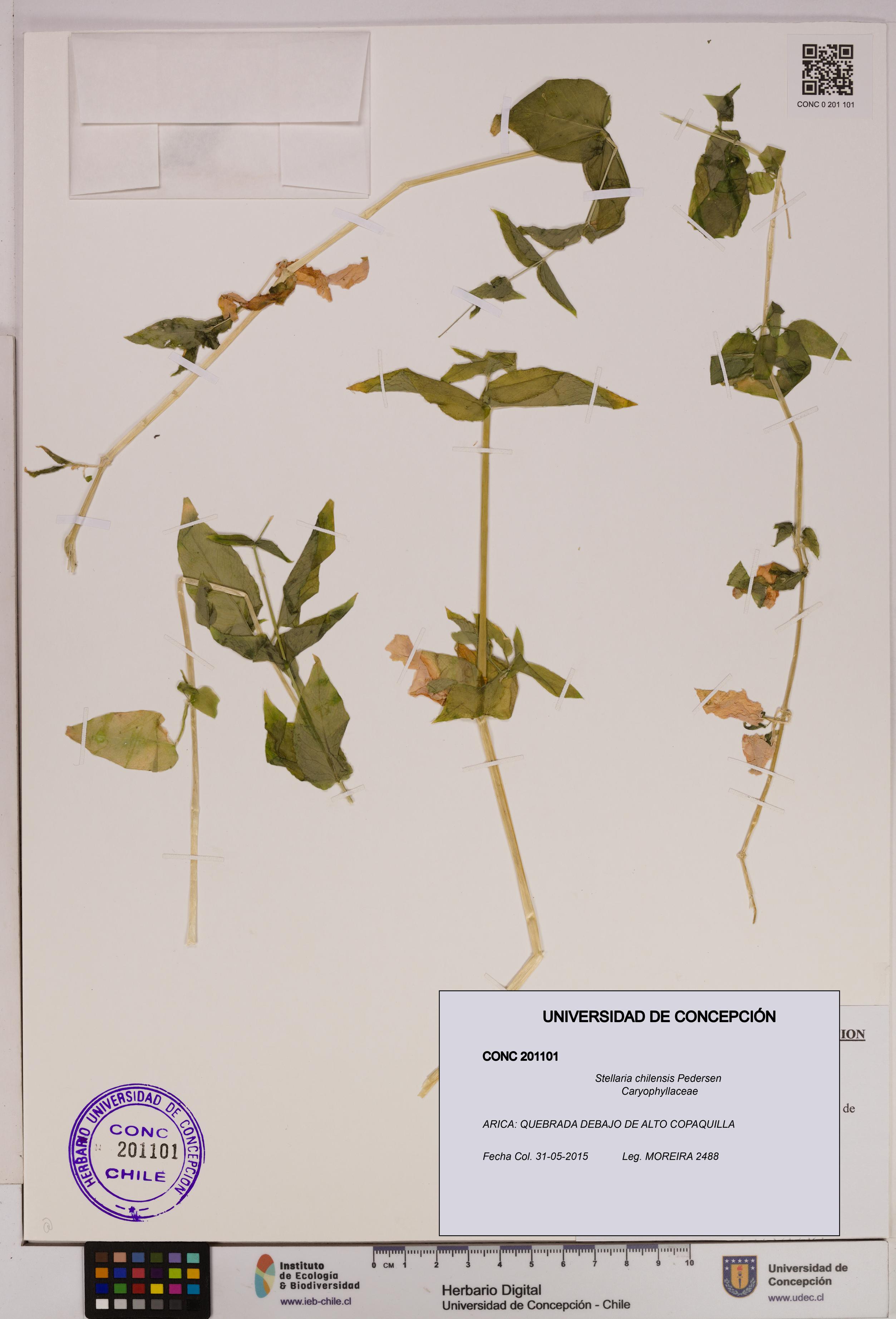Stellaria chilensis [Espécimen: UDEC:CONC:0201101]