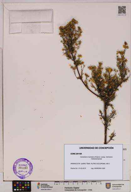Calceolaria inamoena subsp. inamoena [Espécimen: UDEC:CONC:0201103]