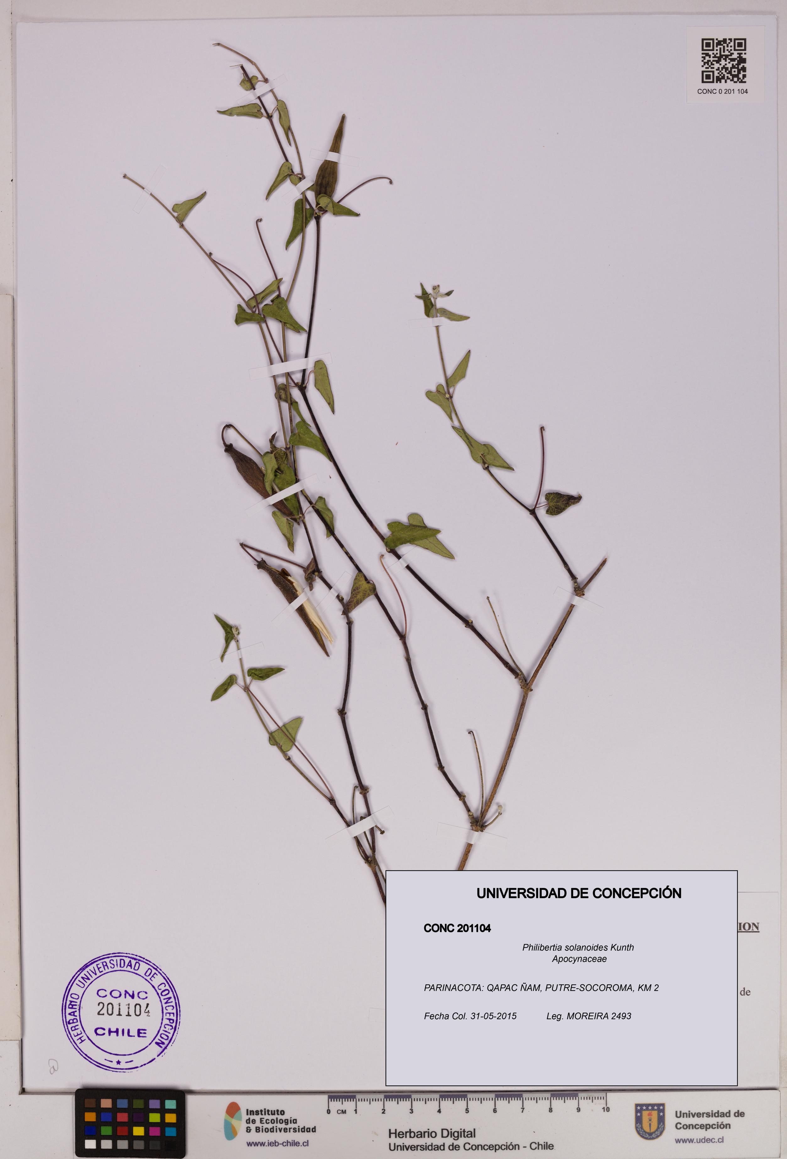 Philibertia solanoides [Espécimen: UDEC:CONC:0201104]