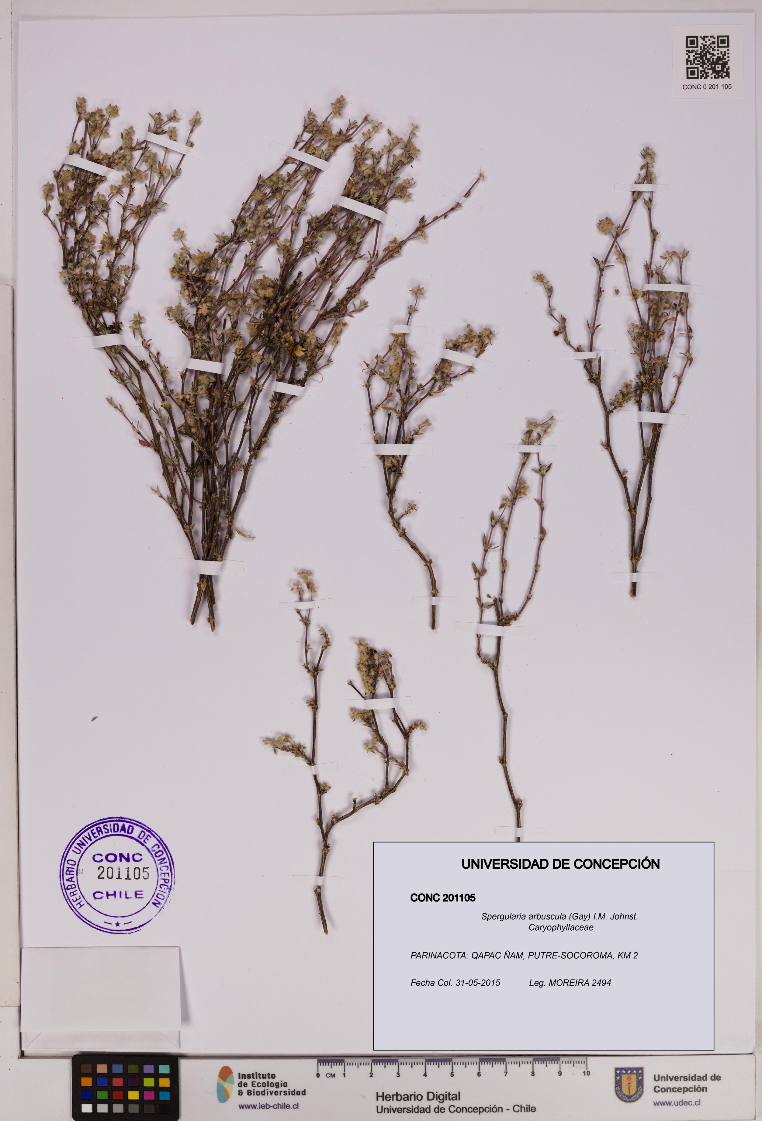 Spergularia arbuscula [Espécimen: UDEC:CONC:0201105]