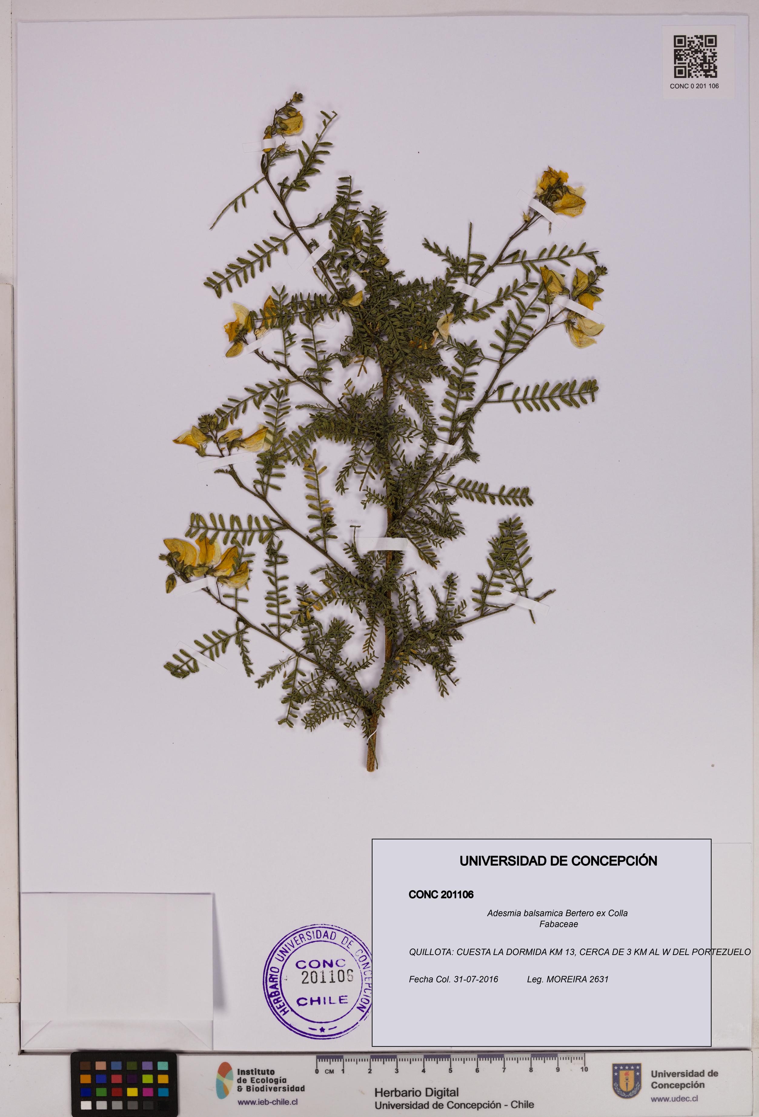Adesmia balsamica [Espécimen: UDEC:CONC:0201106]