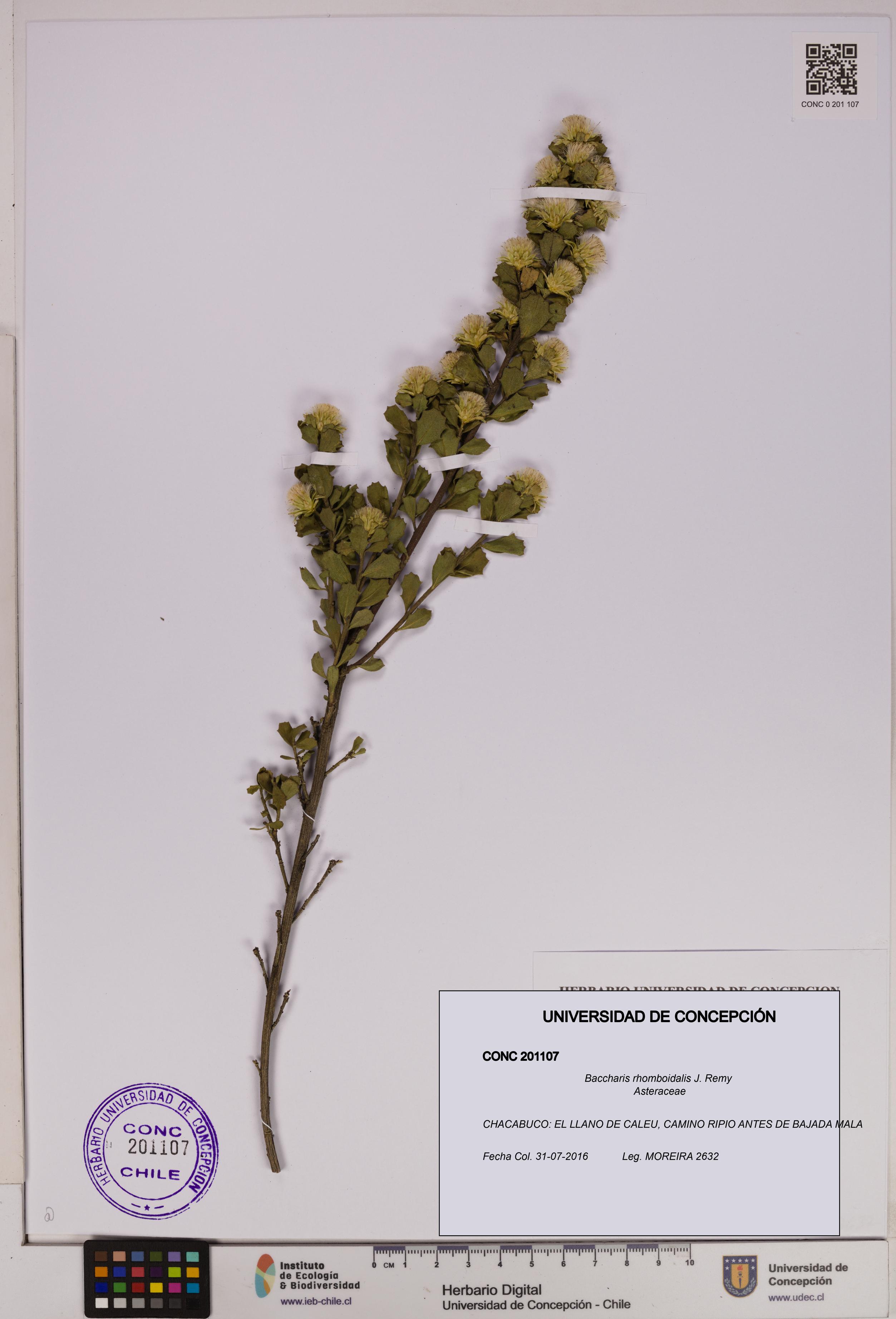 Baccharis rhomboidalis [Espécimen: UDEC:CONC:0201107]