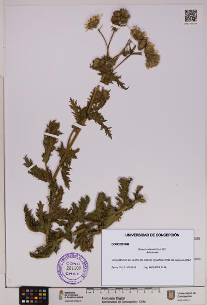 Senecio adenotrichius [Espécimen: UDEC:CONC:0201108]
