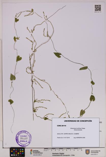 Dioscorea humifusa [Espécimen: UDEC:CONC:0201110]