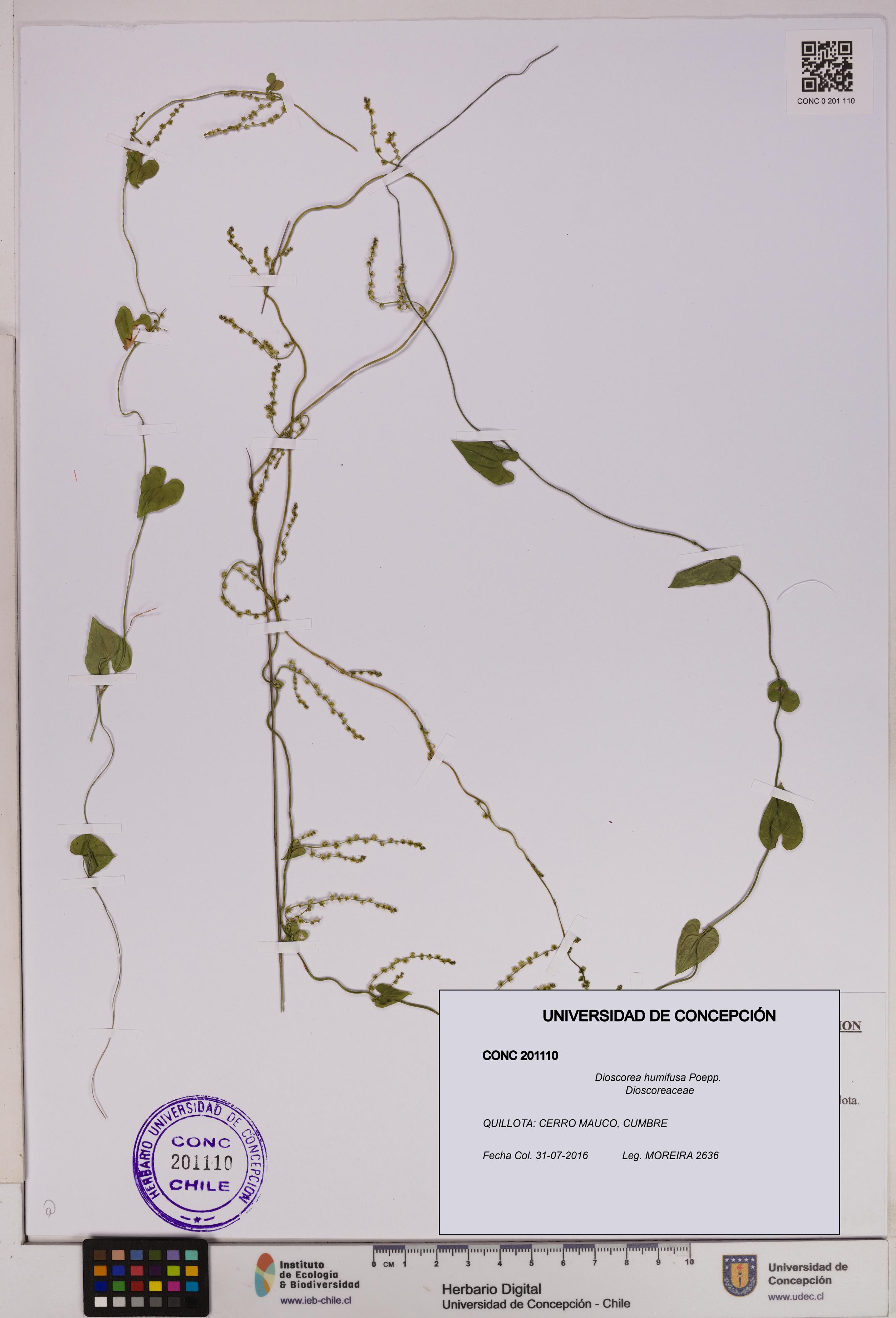 Dioscorea humifusa [Espécimen: UDEC:CONC:0201110]
