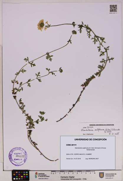 Glandularia sulphurea [Espécimen: UDEC:CONC:0201111]