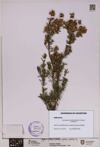 Myrceugenia rufa [Espécimen: UDEC:CONC:0201112]