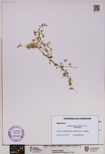 Tropaeolum brachyceras [Espécimen: UDEC:CONC:0201113]