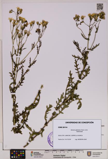 Senecio glabratus [Espécimen: UDEC:CONC:0201114]