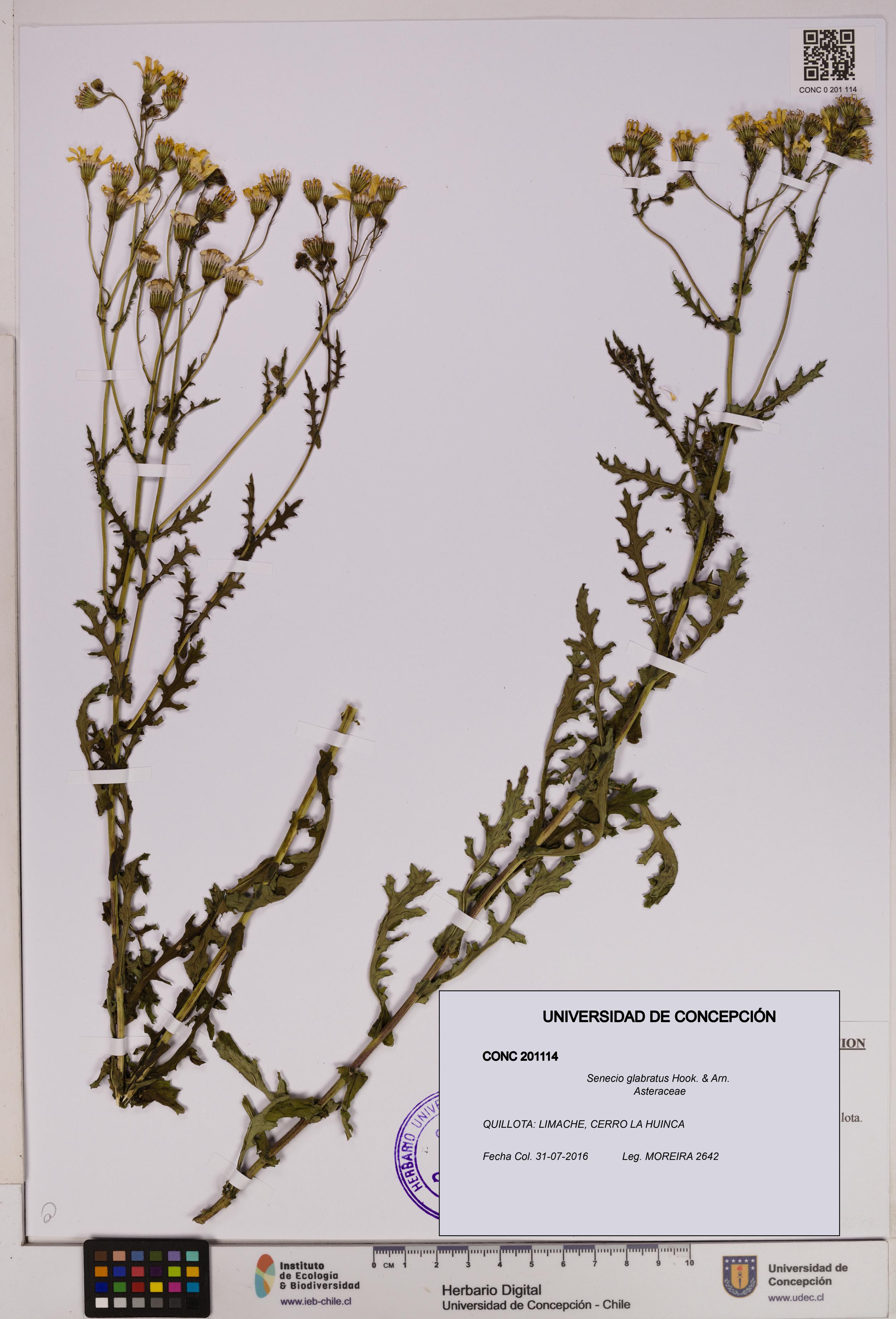 Senecio glabratus [Espécimen: UDEC:CONC:0201114]