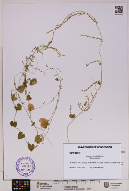Dioscorea humifusa [Espécimen: UDEC:CONC:0201115]
