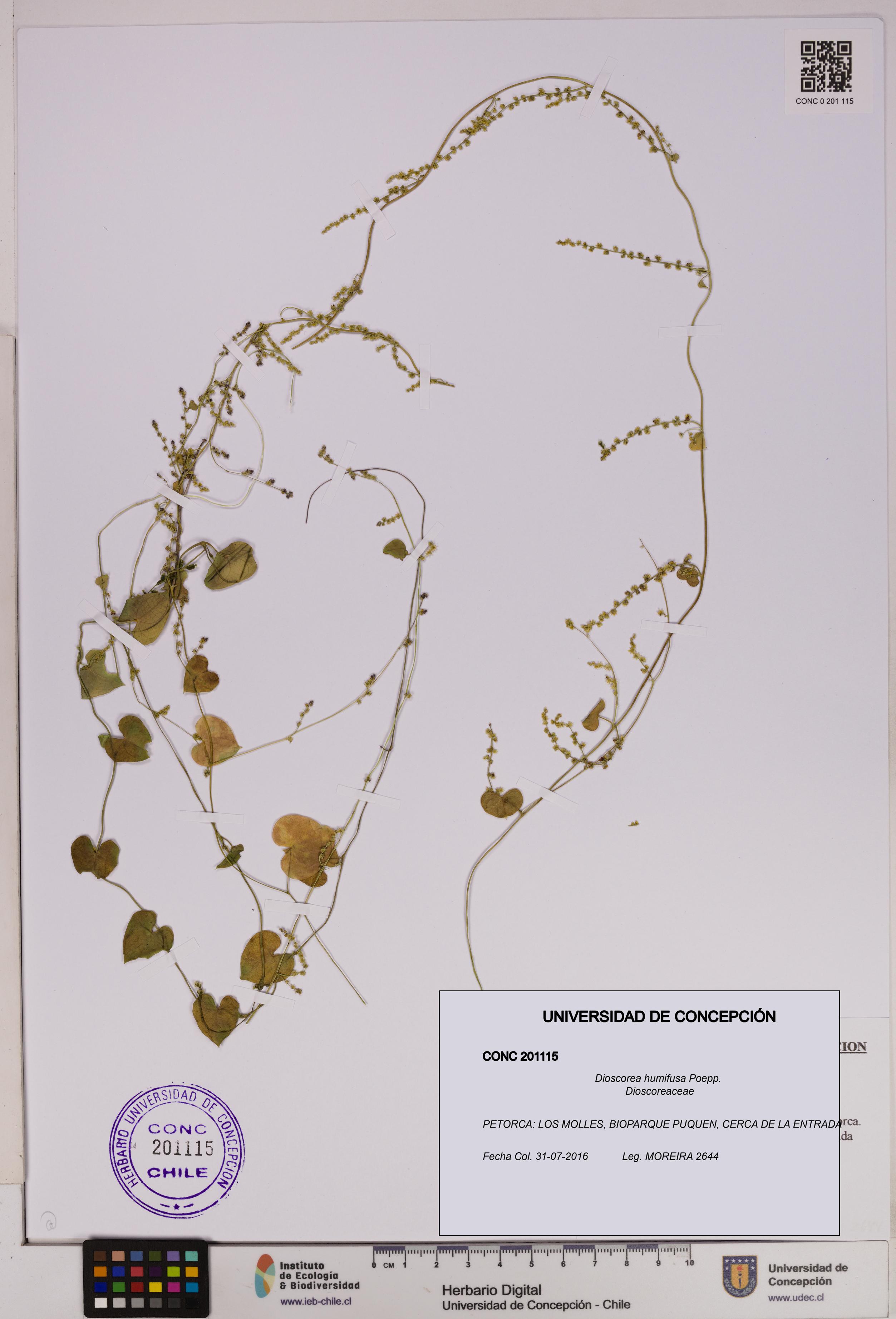 Dioscorea humifusa [Espécimen: UDEC:CONC:0201115]