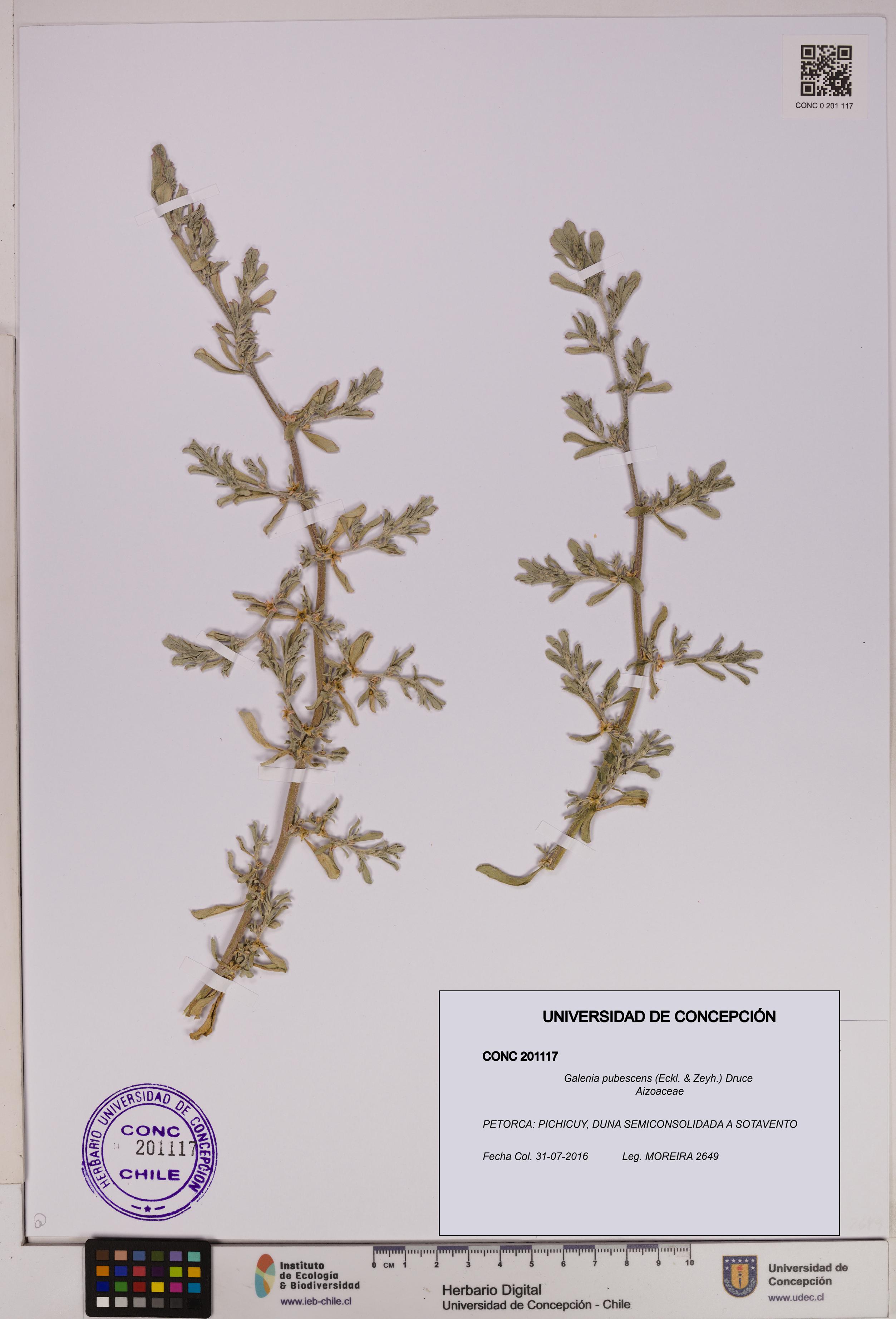 Galenia pubescens [Espécimen: UDEC:CONC:0201117]