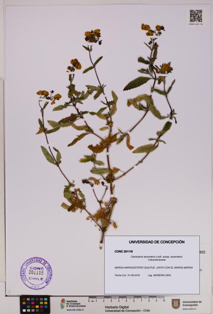 Calceolaria ascendens [Espécimen: UDEC:CONC:0201118]