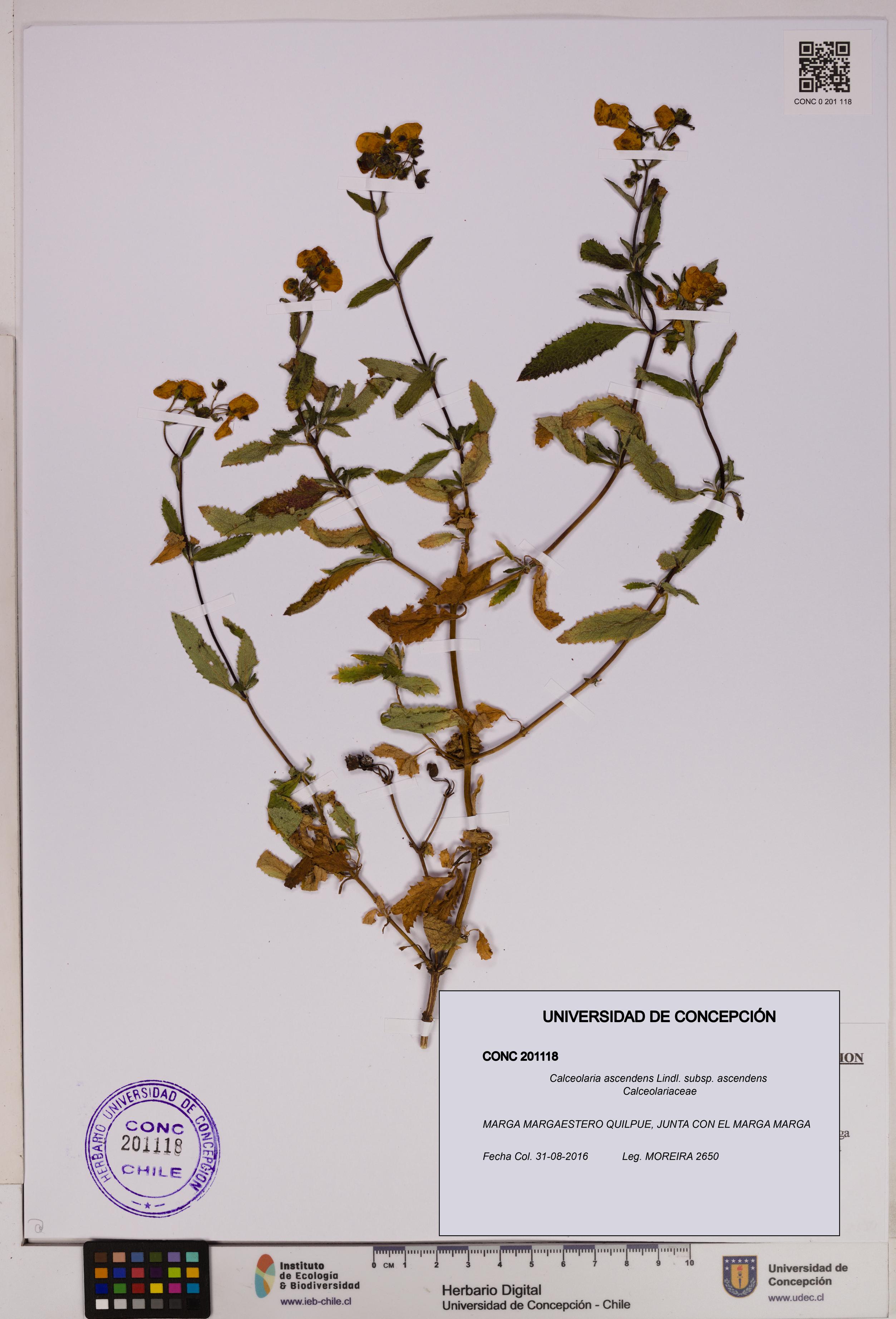 Calceolaria ascendens [Espécimen: UDEC:CONC:0201118]
