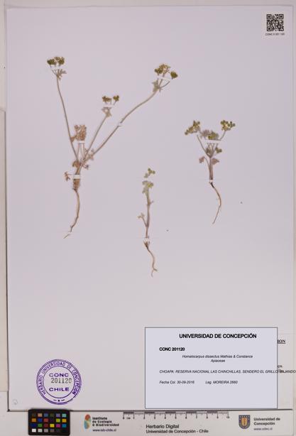 Homalocarpus dissectus [Espécimen: UDEC:CONC:0201120]