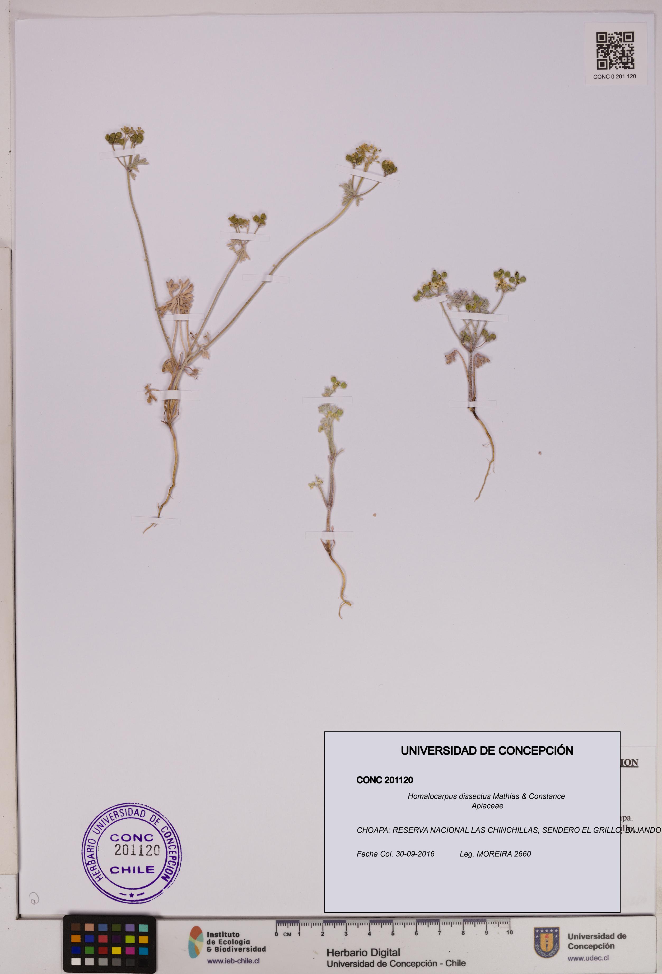 Homalocarpus dissectus [Espécimen: UDEC:CONC:0201120]